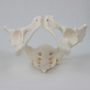 Modèle pelvien féminin personnalisé, structure anatomique des organes pelviens et du squelette, modèle de simulation d'enseignement du squelette féminin - Product Image 3