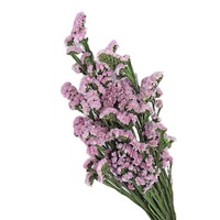 Fleur séchée naturelle longue durée, éternelle et sans entretien, pour la décoration intérieure de la maison, des vases, des hôtels et des cafés.