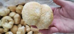 <span class=keywords><strong>Champignon</strong></span> <span class=keywords><strong>crinière</strong></span> de <span class=keywords><strong>lion</strong></span> séché Detan - Product Image 5