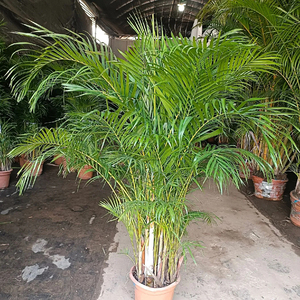 Palmier <span class=keywords><strong>Areca</strong></span> <span class=keywords><strong>Dypsis</strong></span> Lutescens, Variétés Mixtes, Diverses Tailles, Tropical, Écologique, Fait Main, Décoration de Remise de Diplôme, Noël, Intérieur/Extérieur - Product Image 2