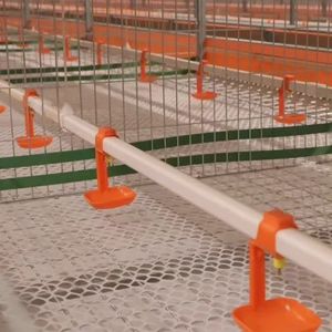 Precio de fábrica de aves de corral beber PP plástico codorniz pájaro bebedero automático bebedero de pollo taza paloma bebedero tazón para la <span class=keywords><strong>venta</strong></span> - Product Image 5