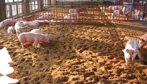 Inek/sığır çiftliği fermantasyon yatağı için özel bakteri/mikrobiyal probiyotikler - Product Image 6