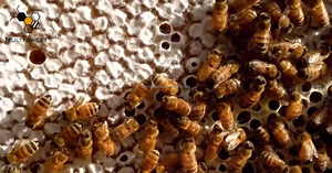 Cina automatica alveare libera auto-fluente miele 7 pz Bee alveare cornici in plastica Set a pettine di miele - Product Image 4