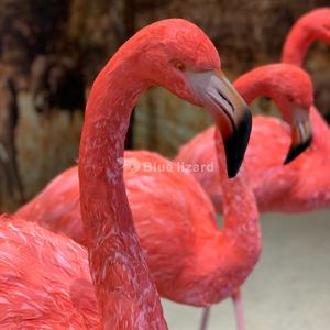 Plumas reales personalizadas para interiores, decoraciones de pájaros simulados, modelo de flamenco artificial - Product Image 4