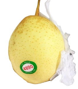 Pêres Ya chinoises fraîches de haute qualité, sucrées et juteuses, fournisseur en gros pour l'exportation - Product Image 2