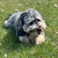 Jouet à mâcher robuste en feutre de laine naturelle et cuir pour chiens de taille moyenne à grande, idéal pour les croquages molaires