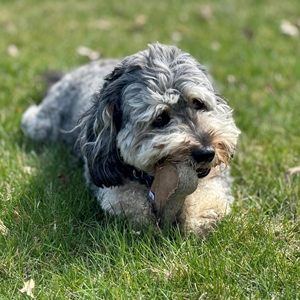 Juguete para Perros de Fieltro de Lana Natural y Cuero, Resistente, Cosido, para Masticar, para Perros de Razas Medianas y Grandes, Venta al Por Mayor - Product Image 5