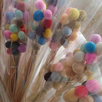Fleur séchée naturelle Craspedia Golden Ball (Billy Balls) pour décoration de Noël, mariage, maison et projets DIY