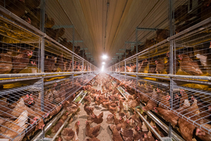 ฟาร์มสัตว์ปีก prefab โรงเลี้ยงไก่เป็ดหมูวัวโรงเก็บของออกแบบอาคารฟาร์ม - Product Image 2