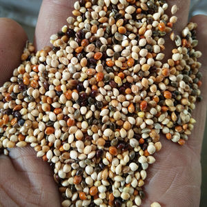 2024 récolte blanc/jaune/noir/rouge Millet pour le prix de l'alimentation des oiseaux - Product Image 6