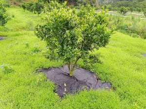 Pour VOUS NONG S54 Tapis de désherbage agricole écologique en plastique tissé anti-UV, <span class=keywords><strong>film</strong></span> noir dégradable en 1-2 ans, Shandong - Product Image 3