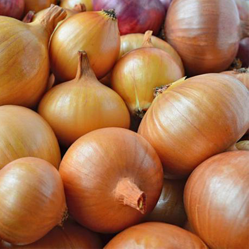 Red Yellow Onion Fresh Fresh Vegetables