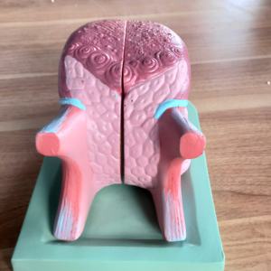 วิทยาศาสตร์การแพทย์ แบบจําลองขยายของฟันยึดลิ้น โครงสร้างมาตรฐานสําหรับแพทย์ช่องปาก โดยใช้แบบจําลองมอสทดลอง - Product Image 2