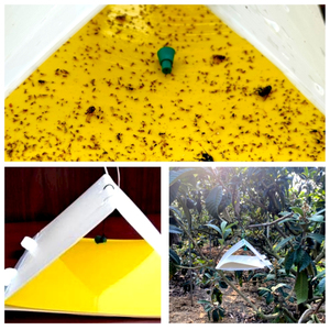Piège à mites triangulaire durable pour la gestion des parasites des vergers et des jardins - Product Image 5