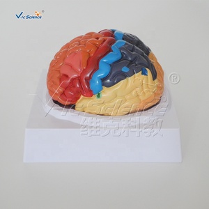 Modèle de zones fonctionnelles cérébrales codées par couleur pour l'enseignement de la neurologie <span class=keywords><strong>et</strong></span> de l'anatomie en faculté de médecine, formation aux compétences infirmières CE/ISO/ROHS/CNAS - Product Image 4