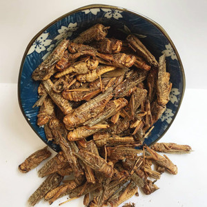 Huang Chong แมลงกินได้สำหรับเครื่องเทศและสมุนไพรเดี่ยว - Product Image 6