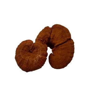 Сушеный гриб Рейши/гриб Lingzhi высочайшего качества - Product Image 2