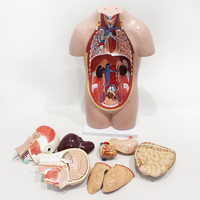 Modelo Anatómico de Torso Unisex de 50 cm con 12 Órganos Removibles, Espécimen de PVC para Clases de Biología de Secundaria y Preparatoria, CE/ISO/ROHS/CNAS