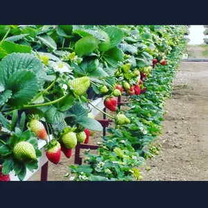 Commerciële Plant Hydrocultuur Aardbei Upvc Goot Systeem Groeien Zakken Voor Het Kweken Van Aardbei/Tomaat/Komkommers Kas