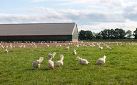 Structure en acier, stylo d'entrepôt, ferme, poules, animaux, poules pontes, Construction facile, élevage de poulets
