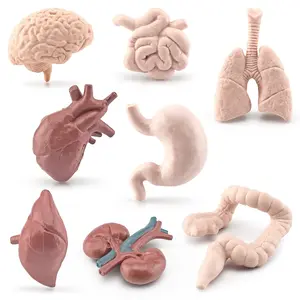 HY蒙特梭利儿童教具模拟人体器官脑心胃肠肺肝肾模型