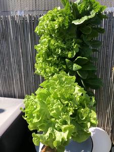 Torre Idroponica <span class=keywords><strong>per</strong></span> Coltivazione Indoor Sistema di Crescita Domestica con Supporto <span class=keywords><strong>per</strong></span> <span class=keywords><strong>Piante</strong></span> - Product Image 6