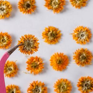 Venta al por mayor de flores secas prensadas Anaphalis <span class=keywords><strong>Sinica</strong></span> flor prensada para DIY funda de teléfono resina Nail Art joyería postal Decoración - Product Image 2