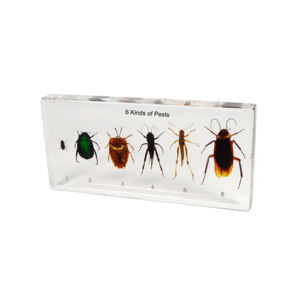 Gelsonlab HSBS-051 Acrílico Representantes de Artrópodes Espécime incorporado espécimes biológicos - Product Image 3