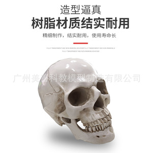 Modelo de cráneo humano de alta fidelidad, cráneo de resina, modelo de espécimen artístico y literario para copiar la cabeza humana. - Product Image 2