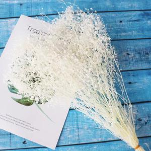 Usine nouveau produit préservé fleur séchée <span class=keywords><strong>Dream</strong></span> Star pour la maison/mariage/parc/décoration de fête - Product Image 3