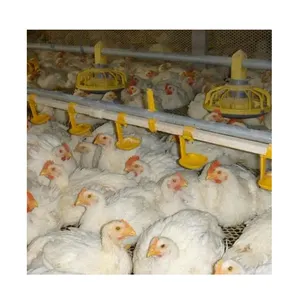 Venta caliente 10000 aves broiler COOP cobertizo avicola equipo de granja de pollos durante mas de diez anos