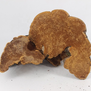 คุณภาพดี Phellinus Linteus <span class=keywords><strong>Sang</strong></span> <span class=keywords><strong>Hwang</strong></span> สารสกัดจากเห็ด/Phellinus Linteus - Product Image 5