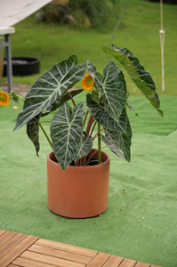 กระถางดอกไม้เซรามิกแบบเป็นมิตรกับสิ่งแวดล้อมสำหรับชนบท พร้อมรูระบายน้ำ-ลายดอกไม้แบบนูน ระบายอากาศได้ดี เหมาะสำหรับสวนกลางแจ้ง - Product Image 6