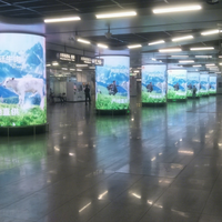 Pantalla LED Flexible de Alto Contraste Xx que Conserva Detalles Ricos y se Adapta a Superficies Curvas para Exhibición Comercial de Alta Gama