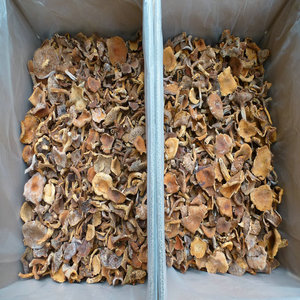 <span class=keywords><strong>Champignons</strong></span> Lactifluus Volemus séchés cultivés en Chine, à vendre - Product Image 6