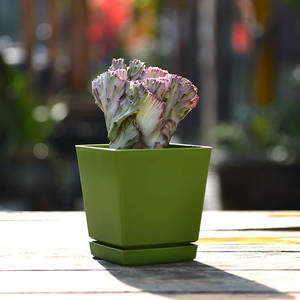 Plastic Pot Plant Pots Plastic BRICE Factory Plastic Color Garden Polygonal Square Flower Pot With Tray Indoor Small Nursery Plant Succulents Pots