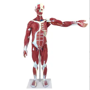 साइedu कस्टम 27 भागों मानव मांसपेशी शरीर रचना रचना रचना मॉडल शैक्षिक चिकित्सा शारीरिक मांसपेशी मॉडल
