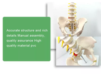 Modelo de Pelvis Humana de Tamaño Real para Ciencias Médicas con 5 Vértebras Lumbares, Modelo Anatómico Educativo con Certificación CE/ISO