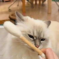 Jouet pour chat en feutre de laine kaki clair, écologique, non toxique, résistant aux morsures, bâton à mâcher pour chaton, couleur personnalisée, vente en gros usine
