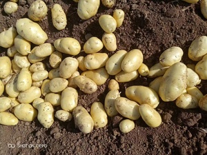 Nueva cosecha de patatas frescas de calidad superior verduras frescas orgánicas personalizadas venta al por mayor precio barato patatas frescas - Product Image 4