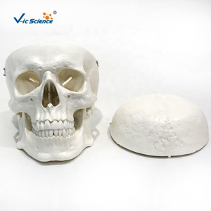 Modelo Anatómico de Cráneo Humano Médico, Simulación 1:1, Modelo de Esqueleto de Cráneo con Estructura Ósea Detallada - Product Image 1