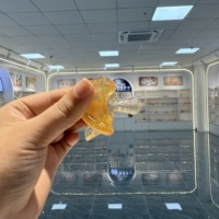 Tétine apaisante pour bébé en silicone marron transparent avec capuchon, vente en gros avec emballage blister