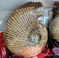 Fossile d'ammonite naturelle de Madagascar de haute qualité, spécimen de coquillage cristallin brillant, fossile d'escargot perroquet à vendre