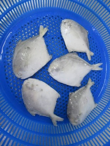 Buen precio Frozen Pomfret Fish White Pomfret Fish Chinese Pomfret Fish - Product Image 5