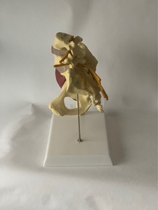 Modelo de Anatómica de la Mitad Inferior del <span class=keywords><strong>Cuerpo</strong></span> <span class=keywords><strong>Humano</strong></span> con Articulación de Cadera, Músculos, Nervios, Pelvis, Columna Vertebral y Protrusión de Disco Intervertebral, Yulin CE/ISO - Product Image 3
