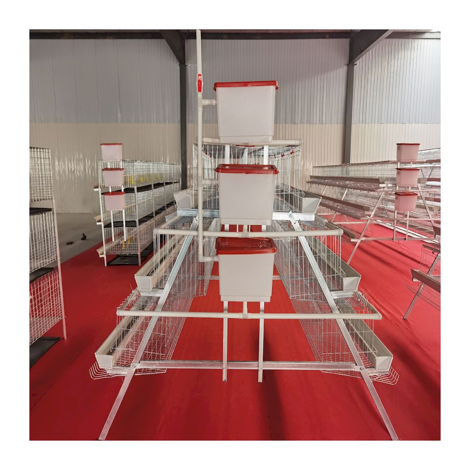 Ovos de galinha, aves, fazenda, camada, bateria de galinha, gaiola de galinha, cocô com sistema de alimentação automática, venda imperdível