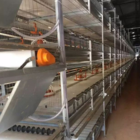 Solution clé en main de haute performance pour l'élevage avicole, planification complète de la construction pour les fermes de poulets à grande échelle
