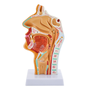 Modèle anatomique de la cavité nasale et du larynx sains, incluant la section du nez, de la gorge et du cou - Product Image 4