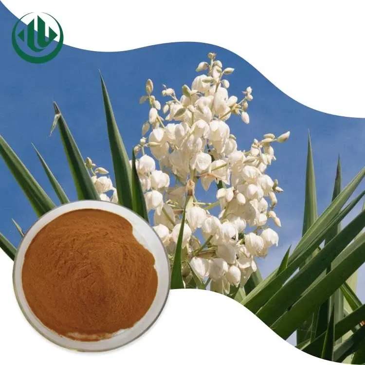 Chất Lỏng Chiết Xuất Dung Môi Nhà Máy Trung Quốc Chiết Xuất Bột Yucca Schidicera