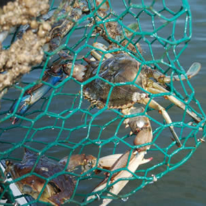 Grillage hexagonal galvanisé robuste pour casiers à crevettes, 260g/m² avec revêtement en zinc pour l'aquaculture <span class=keywords><strong>marine</strong></span> et la pêche - Product Image 1